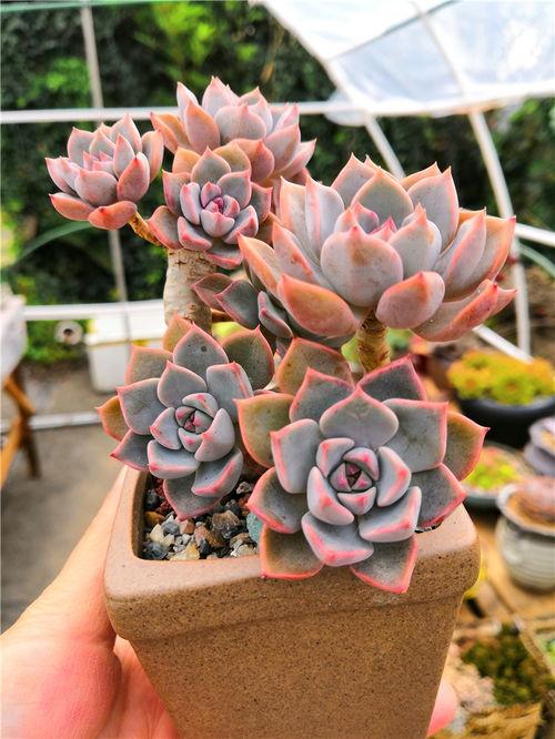 多肉小野猫维密吃瓜网,揭秘吃瓜网背后的秘密世界