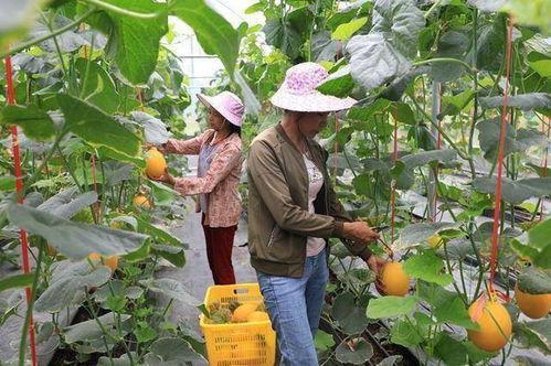 网红瓜都是谁吃的图片,揭秘网红瓜背后的神秘食客