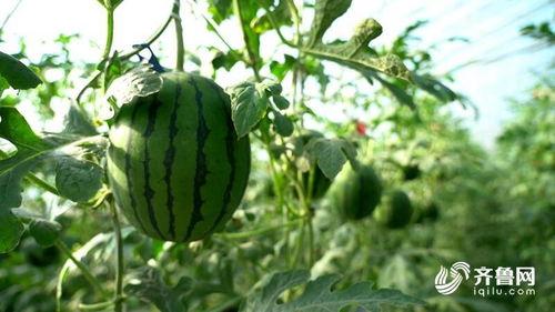 吃瓜官网董赤赤