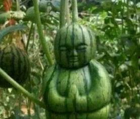 康县网红吃瓜二拼事件真相,揭秘背后真相与网络舆论风暴