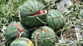 51北京朝阳村吃瓜网