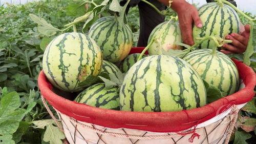 51北京朝阳村吃瓜网