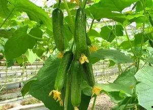 天津美院小网红吃瓜休学,揭秘校园背后的风云涌动