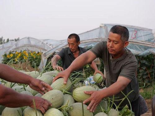 月溪村吃瓜视频网