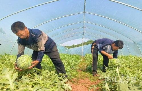 月溪村吃瓜视频网