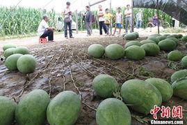 月溪村吃瓜视频网