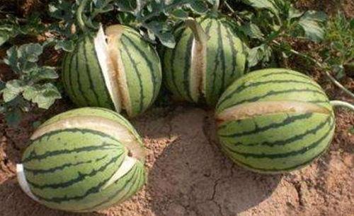 青岛吃瓜网红事件真相