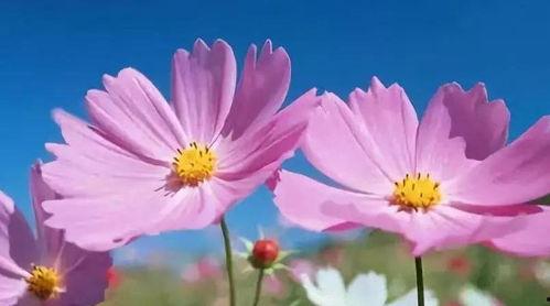 善堂网红吃瓜是真的吗,真相揭秘还是网络炒作？