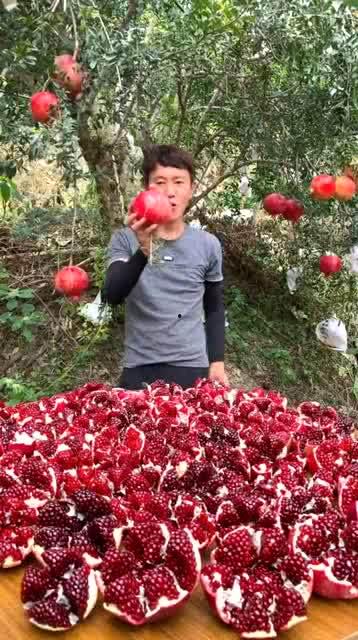 网红石榴吃瓜,揭秘娱乐圈幕后真相