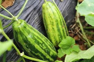 网话吃瓜是什么意思,揭秘网络热议背后的真相与趣味