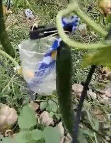 郫县网红吃瓜事件视频,一场网络狂欢背后的真相揭秘