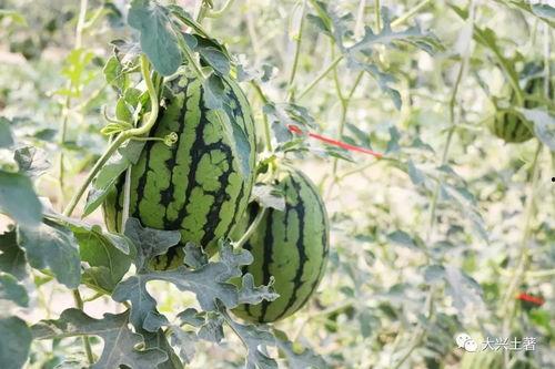 网红吃瓜大集合图片大全,盘点各大热门事件瞬间