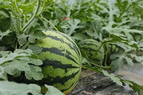 色花网吃瓜,色花网吃瓜，带你领略明星幕后故事