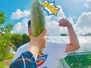 吃瓜知名网红,揭秘吃瓜网红背后的故事