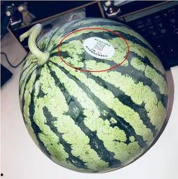 化隆网红吃瓜,揭秘网络红人的幕后故事