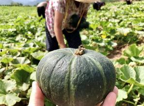 吃瓜网红瓜官琪的背景介绍,揭秘吃瓜网红背后的故事与影响力