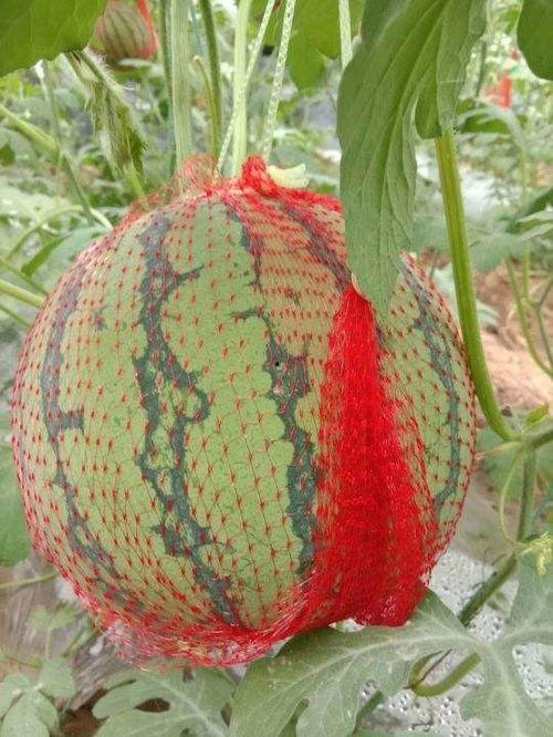 吃瓜网红瓜官琪的背景介绍,揭秘吃瓜网红背后的故事与影响力