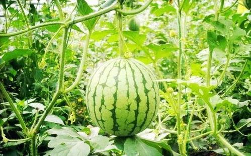 滨州吃瓜网红是谁呀图片,滨州网红“吃瓜达人”揭秘！