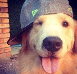 网红视频吃瓜狗图片,吃瓜狗的趣味瞬间