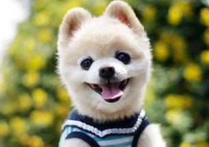 网红视频吃瓜狗图片,吃瓜狗的趣味瞬间