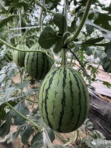 网红打卡吃瓜,揭秘美食背后的故事