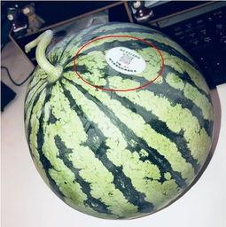 网红吃瓜是真的吗,真相还是炒作？揭秘网络热点背后的真相