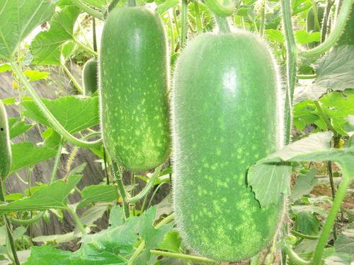 网红顾茜茜吃瓜图片大全