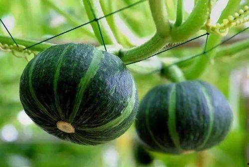 网红顾茜茜吃瓜图片大全