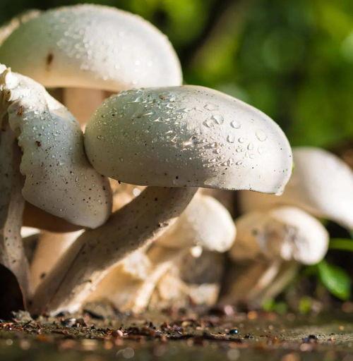 蘑菇吃瓜官网黑料爆料正好进入,真相背后的惊人内幕