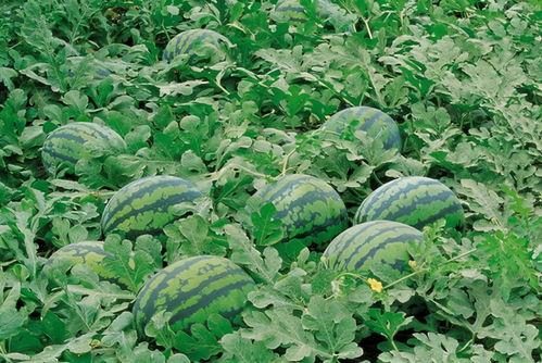 连云港网红吃瓜群微信,揭秘网络社交圈的趣味与热议