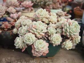 吃瓜网多肉大白兔