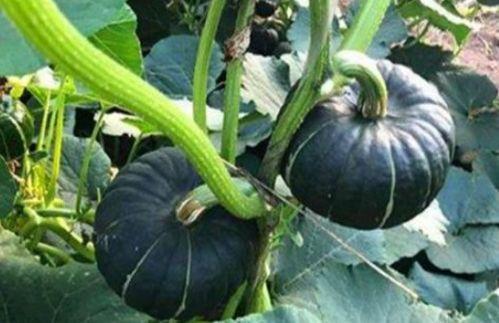 太阳女神网红吃瓜