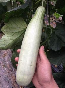 食堂吃瓜的网红叫什么,揭秘瓜界风云人物