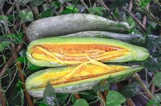 怒江傈僳族网红吃瓜,解锁傈僳族风味美食新体验