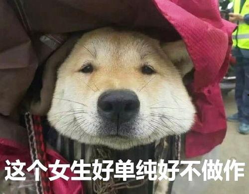 吃瓜网红小狗的烦心事,揭秘娱乐圈背后的秘密与挑战